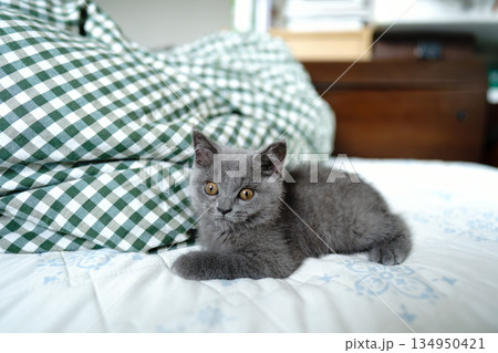 お休み中のブリティッシュショートヘアの子猫 134950421