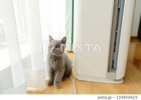 探検中のブリティッシュショートヘアの子猫 探検中のブリティッシュショートヘアの子猫 134950425