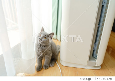 探検中のブリティッシュショートヘアの子猫 探検中のブリティッシュショートヘアの子猫 134950426