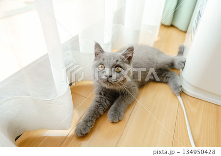 休憩中のブリティッシュショートヘアの子猫 休憩中のブリティッシュショートヘアの子猫 134950428
