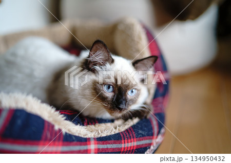 休憩中のラグドールの子猫 134950432