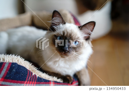 休憩中のラグドールの子猫 休憩中のラグドールの子猫 134950433