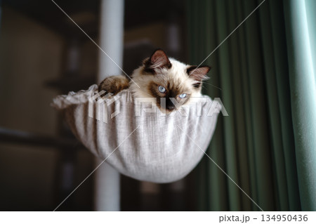 キャットタワーでくつろぐラグドールの子猫 134950436
