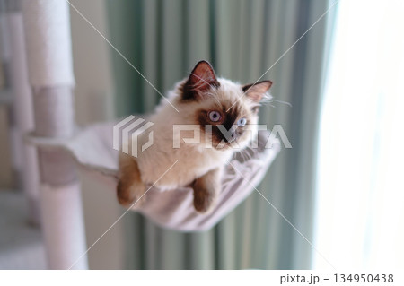 キャットタワーでくつろぐラグドールの子猫 キャットタワーでくつろぐラグドールの子猫 134950438