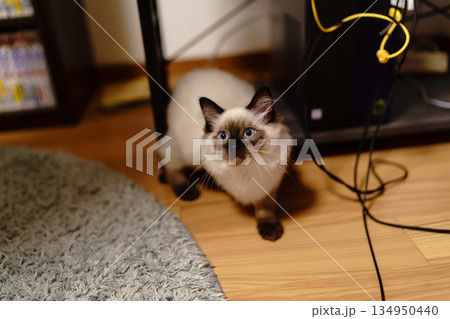 遊んでほしいラグドールの子猫 遊んでほしいラグドールの子猫 134950440