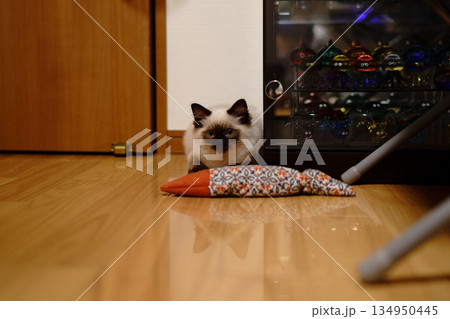 遊んでほしいラグドールの子猫 134950445