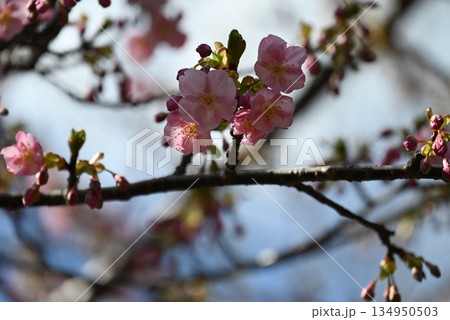 青空の下の2月の梅の開花 青空の下の2月の梅の開花 134950503