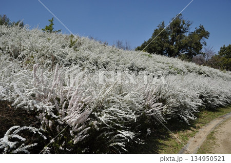 3月河内長野市の寺が池公園の満開のユキヤナギ 134950521