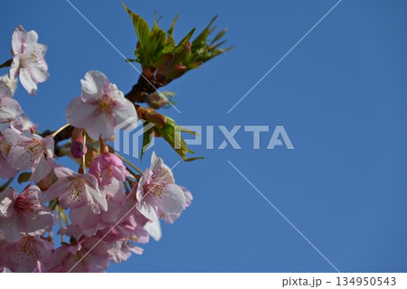 3月、大阪府浜寺公園に咲いた河津桜 3月、大阪府浜寺公園に咲いた河津桜 134950543