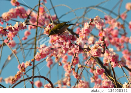 3月、和泉リサイクル環境公園の梅とメジロ 134950551