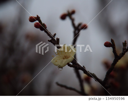 雨が降った3月に咲いた白い梅の花「白難波(シロナンバ)」 雨が降った3月に咲いた白い梅の花「白難波(シロナンバ)」 134950596