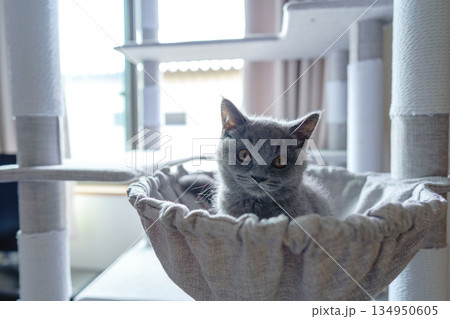 キャットタワーの上でくつろぐブリティッシュショートヘアの子猫 キャットタワーの上でくつろぐブリティッシュショートヘアの子猫 134950605