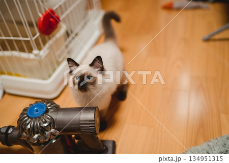 かまってほしいラグドールの子猫 かまってほしいラグドールの子猫 134951315