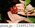 Hand Picking Ripe Coffee Cherries on a Branch. 134951760