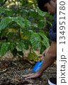 A man using a small blue hand trowel to tend to the soil around a young coffee tree. 134951780