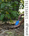 A man using a small blue hand trowel to tend to the soil around a young coffee tree. 134951781