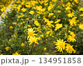 yellow cosmos flowers in the garden 134951858