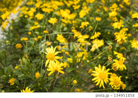 yellow cosmos flowers in the garden yellow cosmos flowers in the garden 134951858