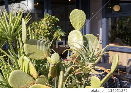 Prickly pear cactus and aloe vera succulents grow in a decorative outdoor planter by a cafe terrace. Bright sunlight highlights the green desert plants and textures in an urban garden setting. Prickly pear cactus and aloe vera succulents grow in a decorative outdoor planter by a cafe terrace. Bright sunlight highlights the green desert plants and textures in an urban garden setting. 134951873