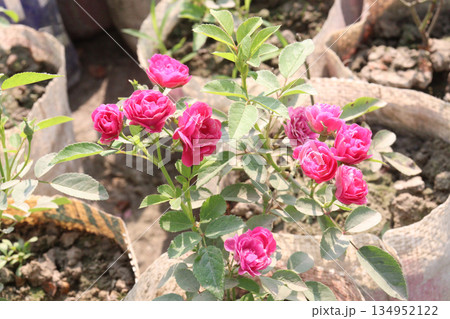rose on tree on bag in farm for sell 134952122