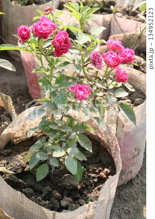 rose on tree on bag in farm for sell 134952123
