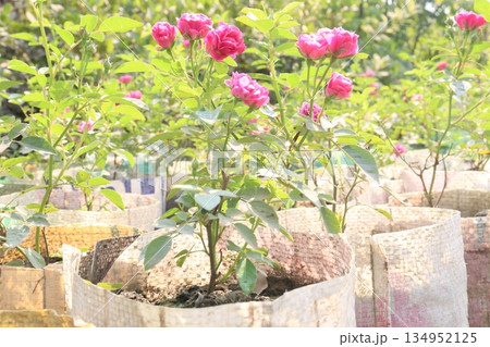 rose on tree on bag in farm for sell 134952125
