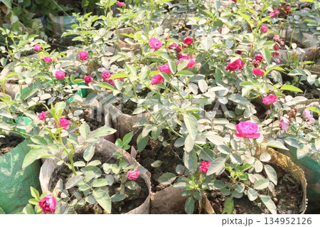 rose on tree on bag in farm for sell 134952126