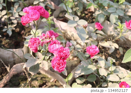 rose on tree on bag in farm for sell 134952127