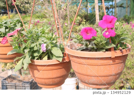 rose on tree on bag in farm for sell 134952129