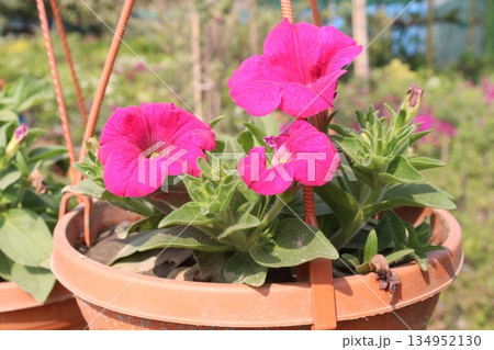 rose on tree on bag in farm for sell 134952130