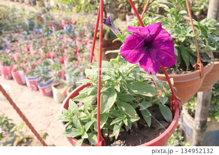 rose on tree on bag in farm for sell 134952132