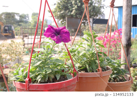 rose on tree on bag in farm for sell 134952133