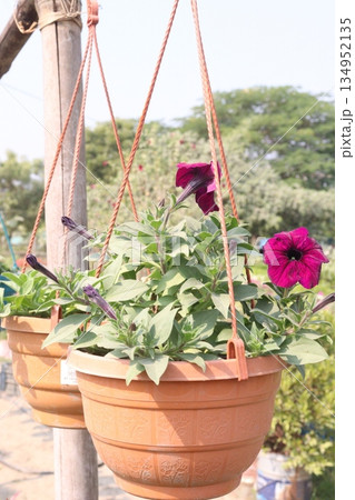 rose on tree on bag in farm for sell 134952135