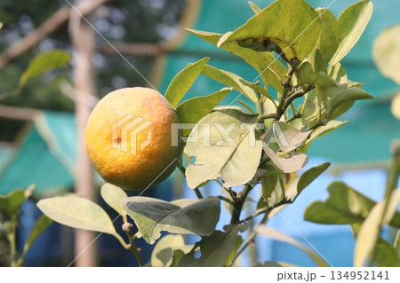 Citrus fruits on tree in farm Citrus fruits on tree in farm 134952141