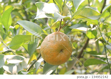 Citrus fruits on tree in farm 134952142