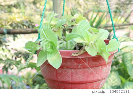 Sanna Tradescantia leaf plant on hanging pot Sanna Tradescantia leaf plant on hanging pot 134952151