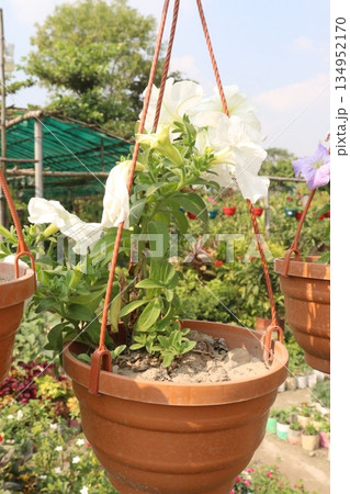 Petunia axillaris flower plant on pot Petunia axillaris flower plant on pot 134952170