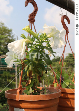 Petunia axillaris flower plant on pot Petunia axillaris flower plant on pot 134952173