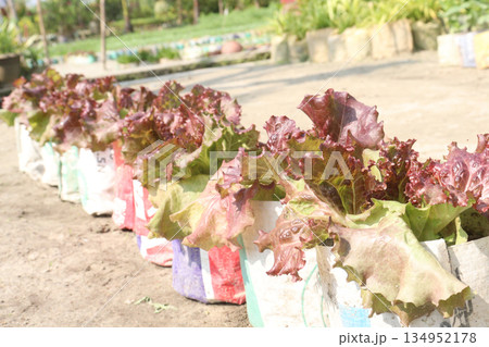 Lettuce plant on farm for sell are cash crops 134952178