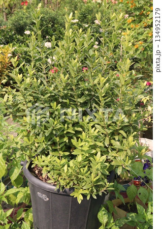 Hypericum calycinum flower plant on pot 134952179