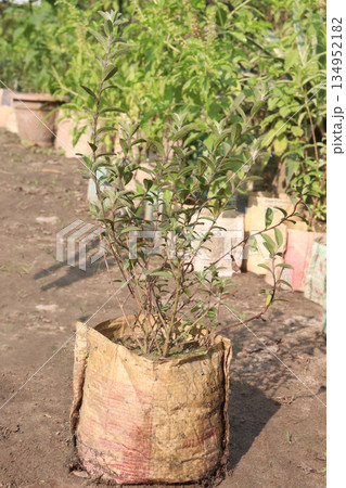 Wild privet flower plant on bag in farm 134952182