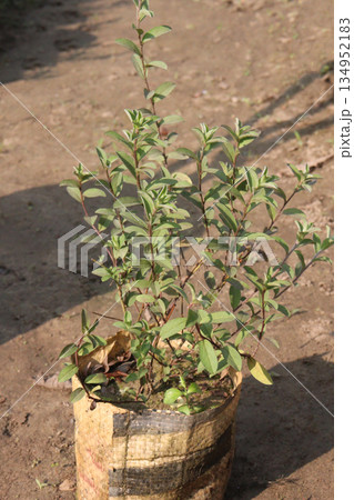 Wild privet flower plant on bag in farm 134952183
