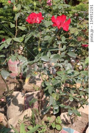 rose on tree on bag in farm for sell 134952191