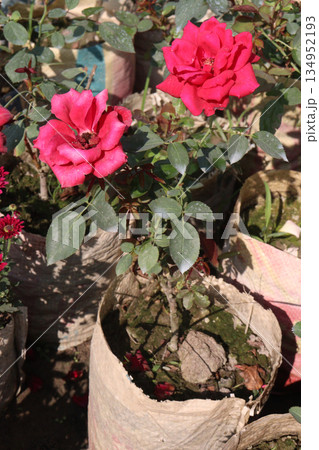 rose on tree on bag in farm for sell 134952193