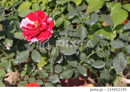 rose on tree on bag in farm for sell 134952195