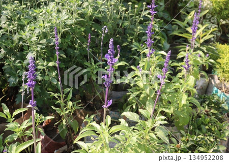 Salvia flower plant on farm for sell Salvia flower plant on farm for sell 134952208
