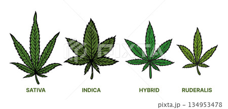 Set of cannabis leaves Set of cannabis leaves 134953478