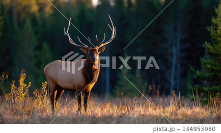 Majestic Bull Elk Standing in Autumn Meadow with Forest Background Majestic Bull Elk Standing in Autumn Meadow with Forest Background 134953980