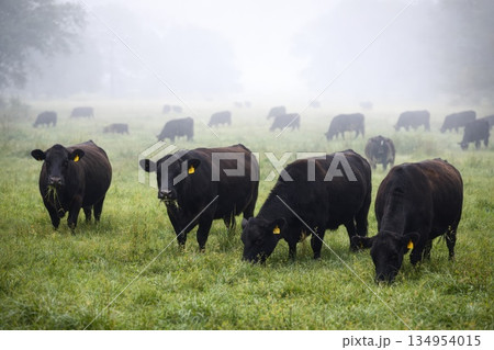 Black Cattle Grazing on Green Pasture in Foggy Rural Morning Landscape Black Cattle Grazing on Green Pasture in Foggy Rural Morning Landscape 134954015