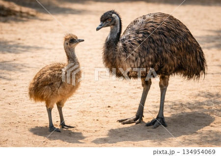 Emu Adult with Chick Standing on Sandy Ground 134954069